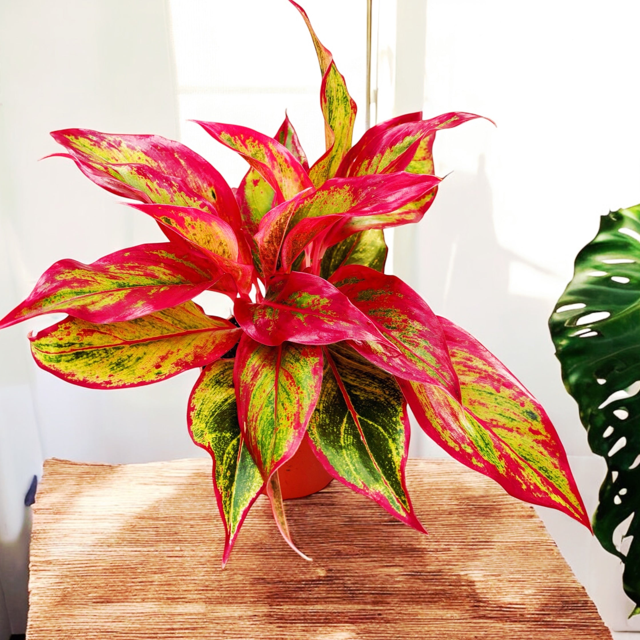 aglaonema red fire Aglaonema 'Crete Flame' (Red Fire) – Secret Garden Plant Shop