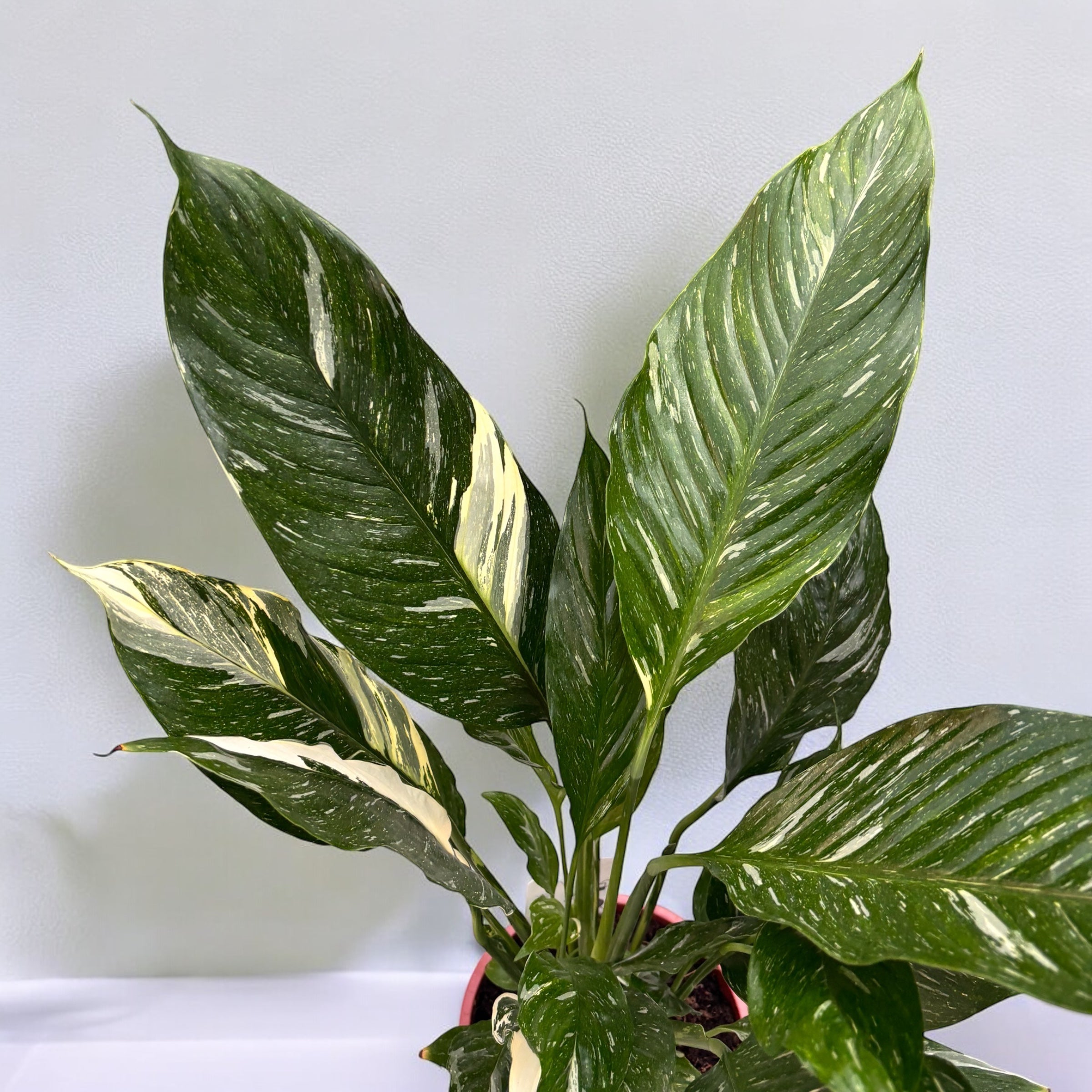 Spathiphyllum 'Diamond Variegata'