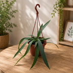 Anthurium vittarifolium XL