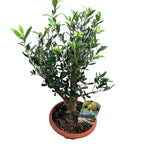 Maslin Bonsai in pot - Olea Europaea Bonsai