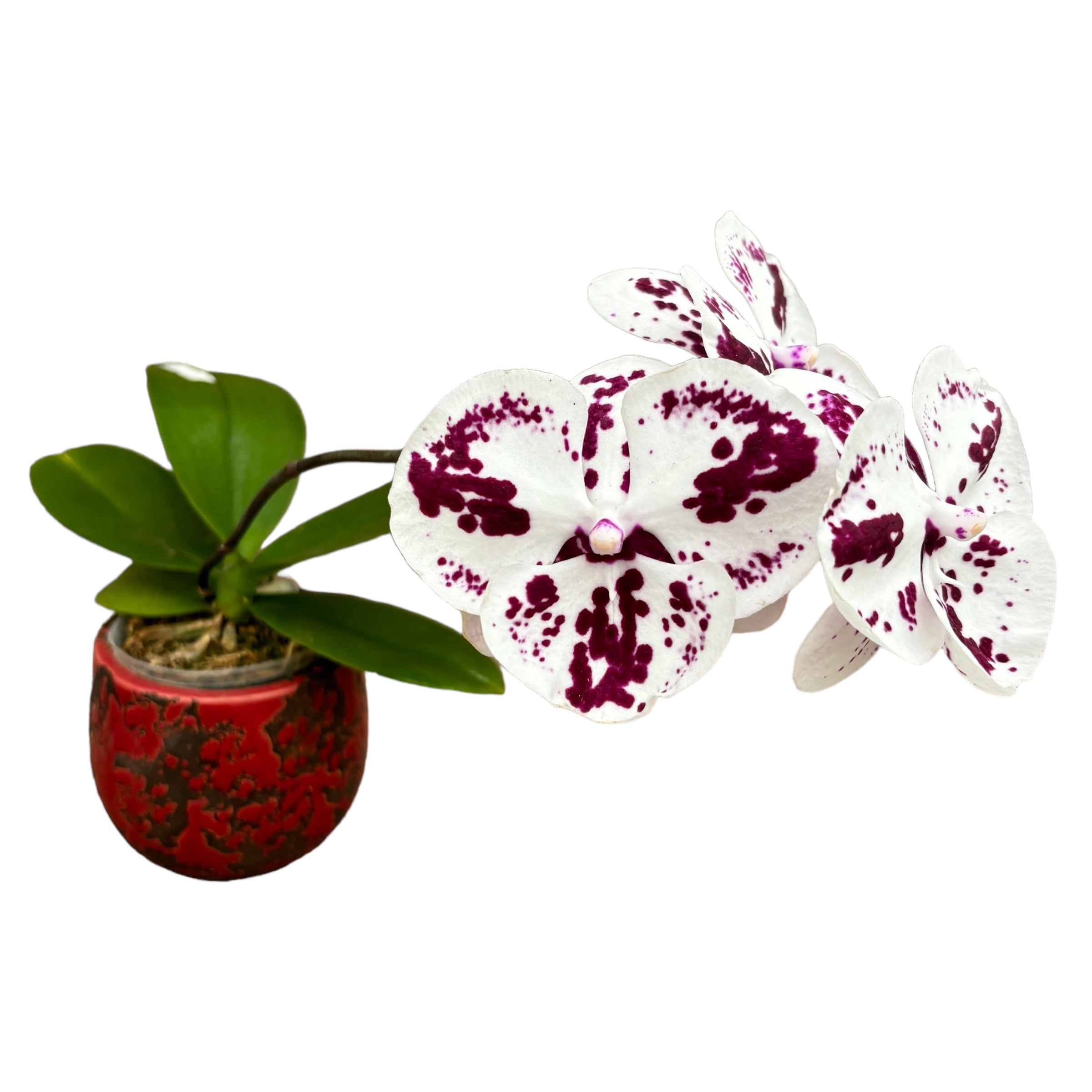 Phalaenopsis Lioulin R Lip '1274'