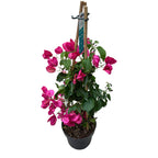 Μπουκαμβίλια 'Ροζ' - το ροζ χαρτοφύλλο D15 (2 φυτά/γλάστρα)