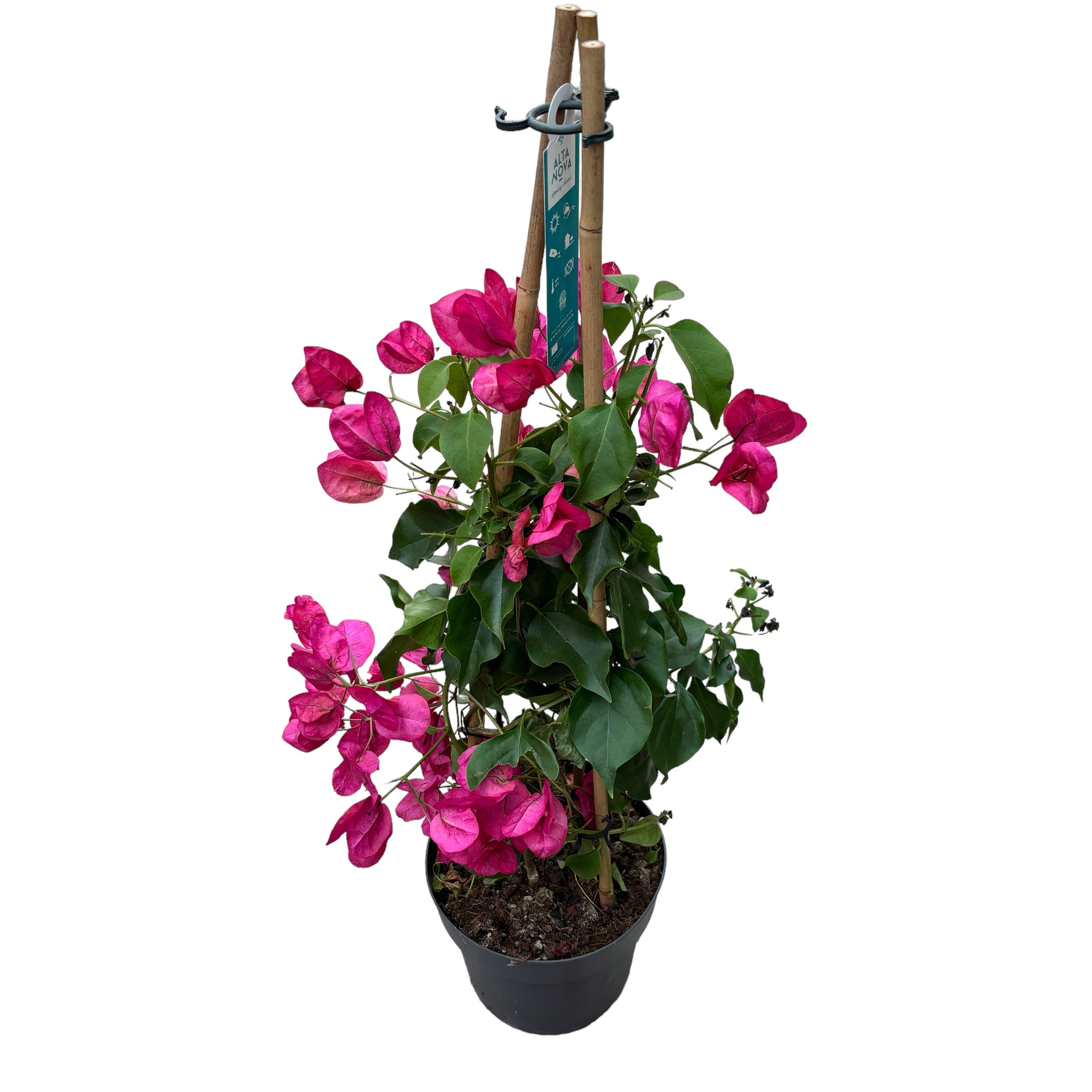Bougainvillea 'Pink' - floarea de hartie roz D15 (2 plante/ghiveci)