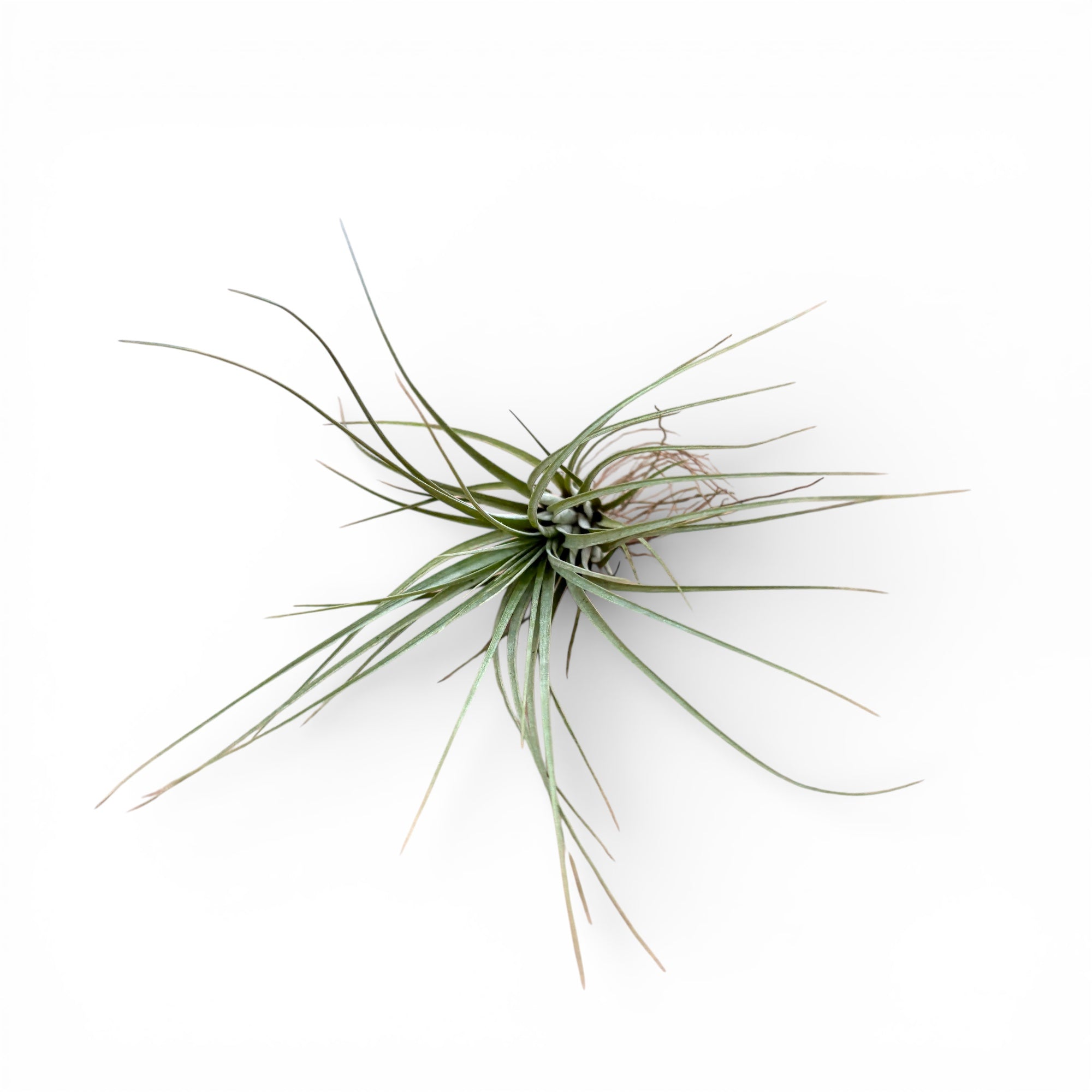 Tillandsia caulescens – planta aeriana cu frunzis argintiu si port elegant