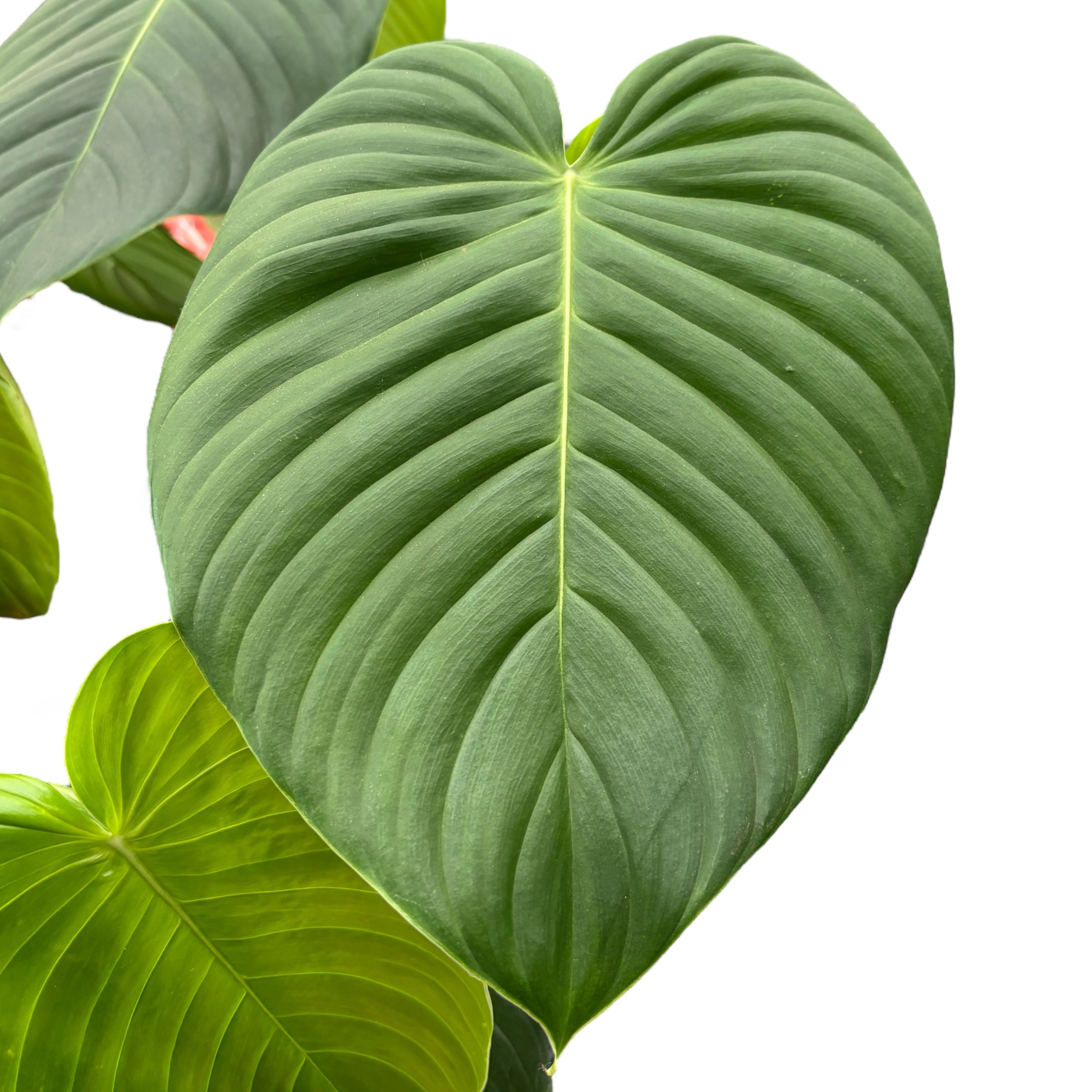 Philodendron grandipes