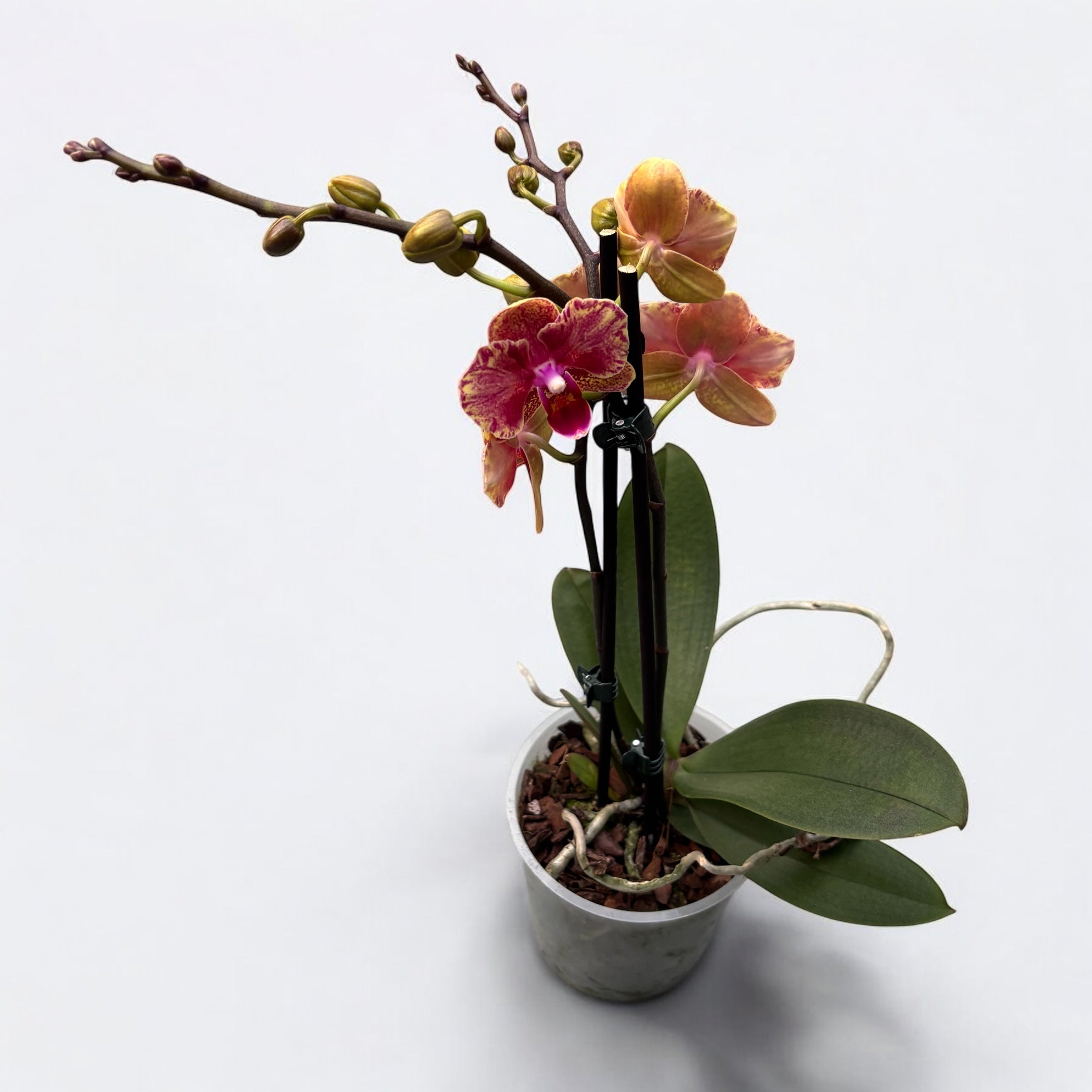 Phalaenopsis Lioulin Phoenix (farfalla pelorica)