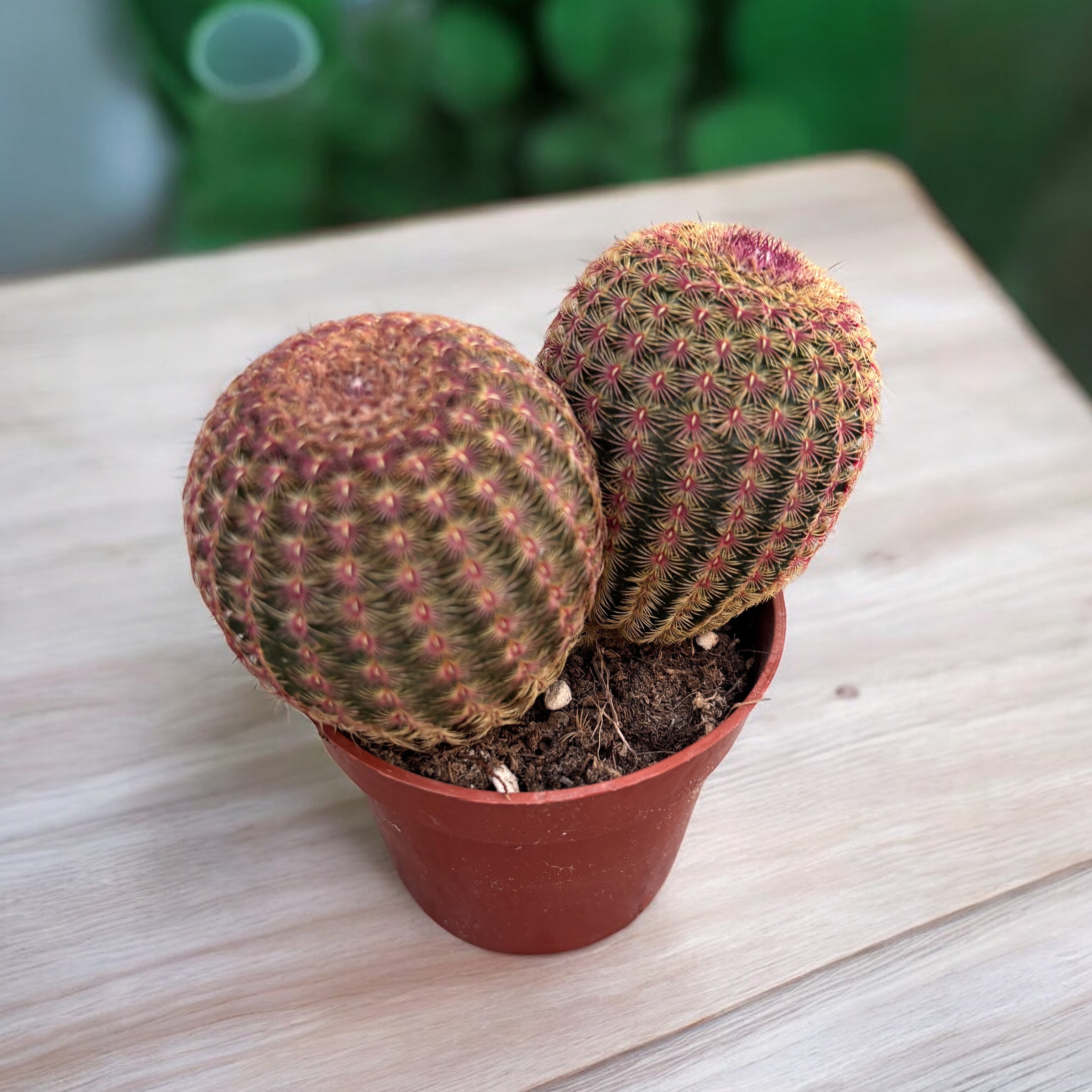 Red-Spined Rainbow Cactus (Echinocereus Rigidissimus var. Rubispinus)