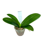 Phalaenopsis Champion Lightning (pelorik - leptir)