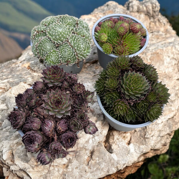 Sempervivum-Mix - Ohrpflanze