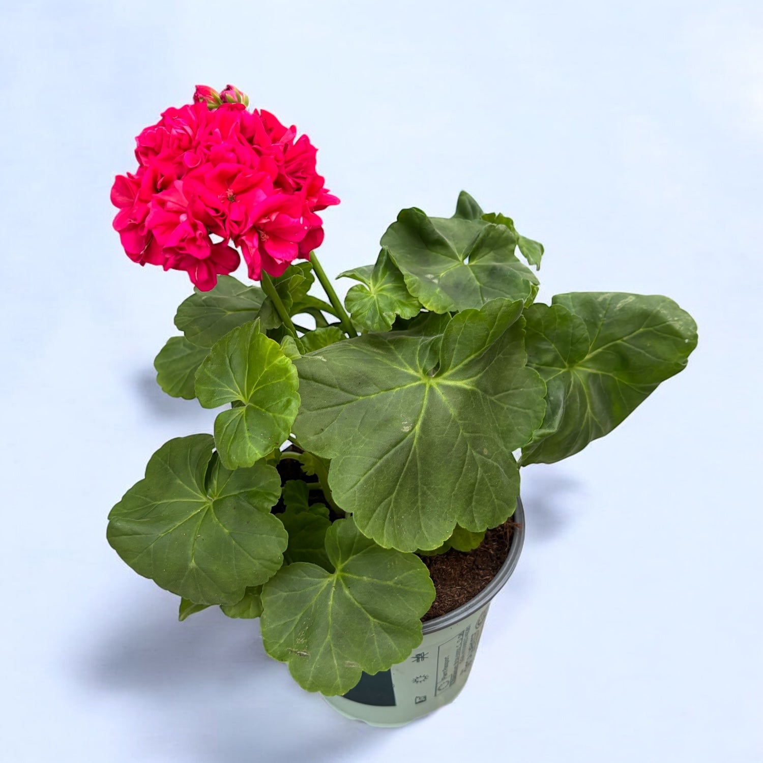 Muscata trandafir - Pelargonium Royal Rosebud 'Dr. Margrethe'