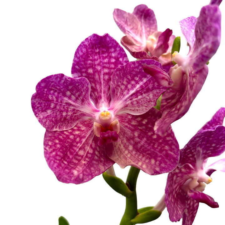 Vanda Pakchong Pink