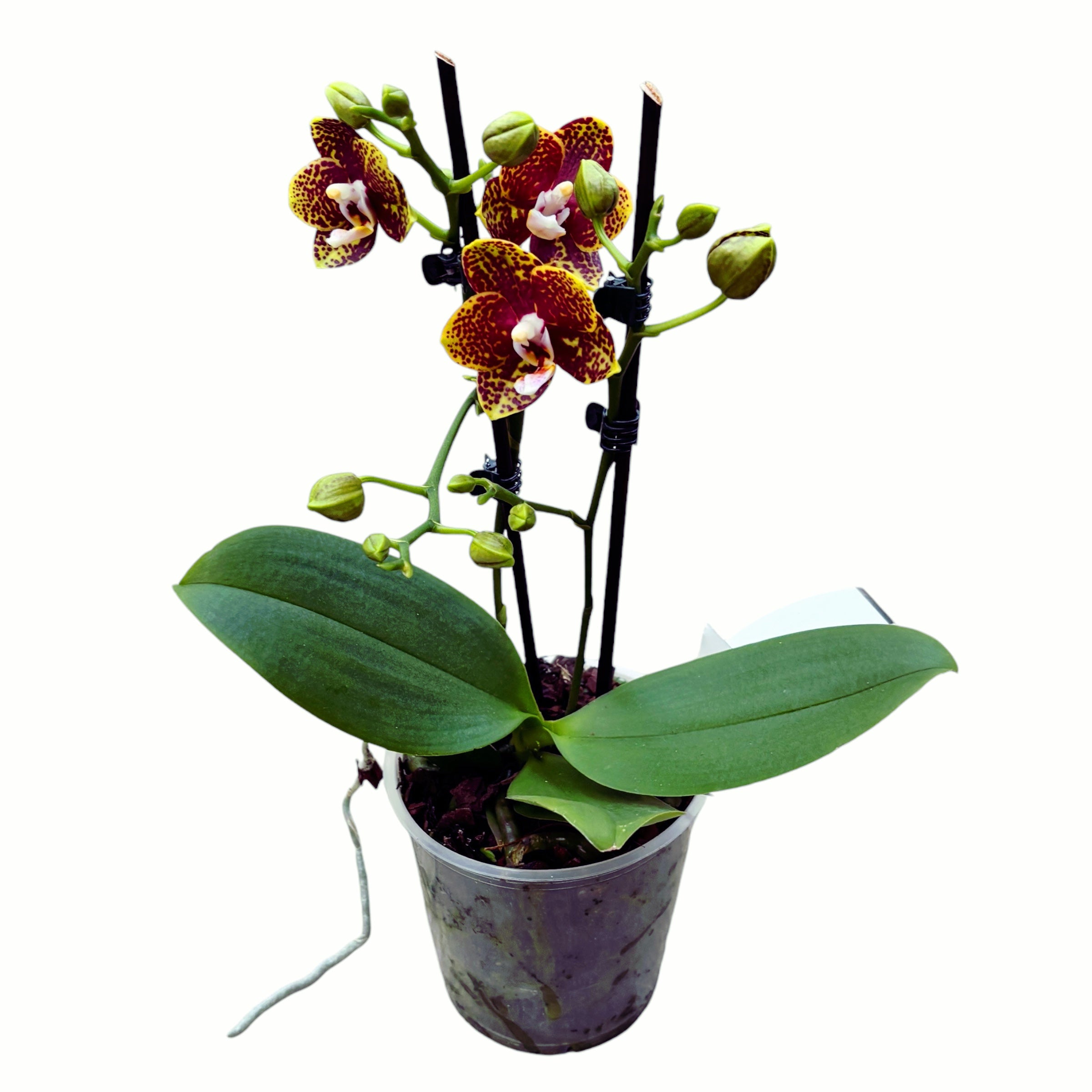 Phalaenopsis 'Bambula' flori cerate