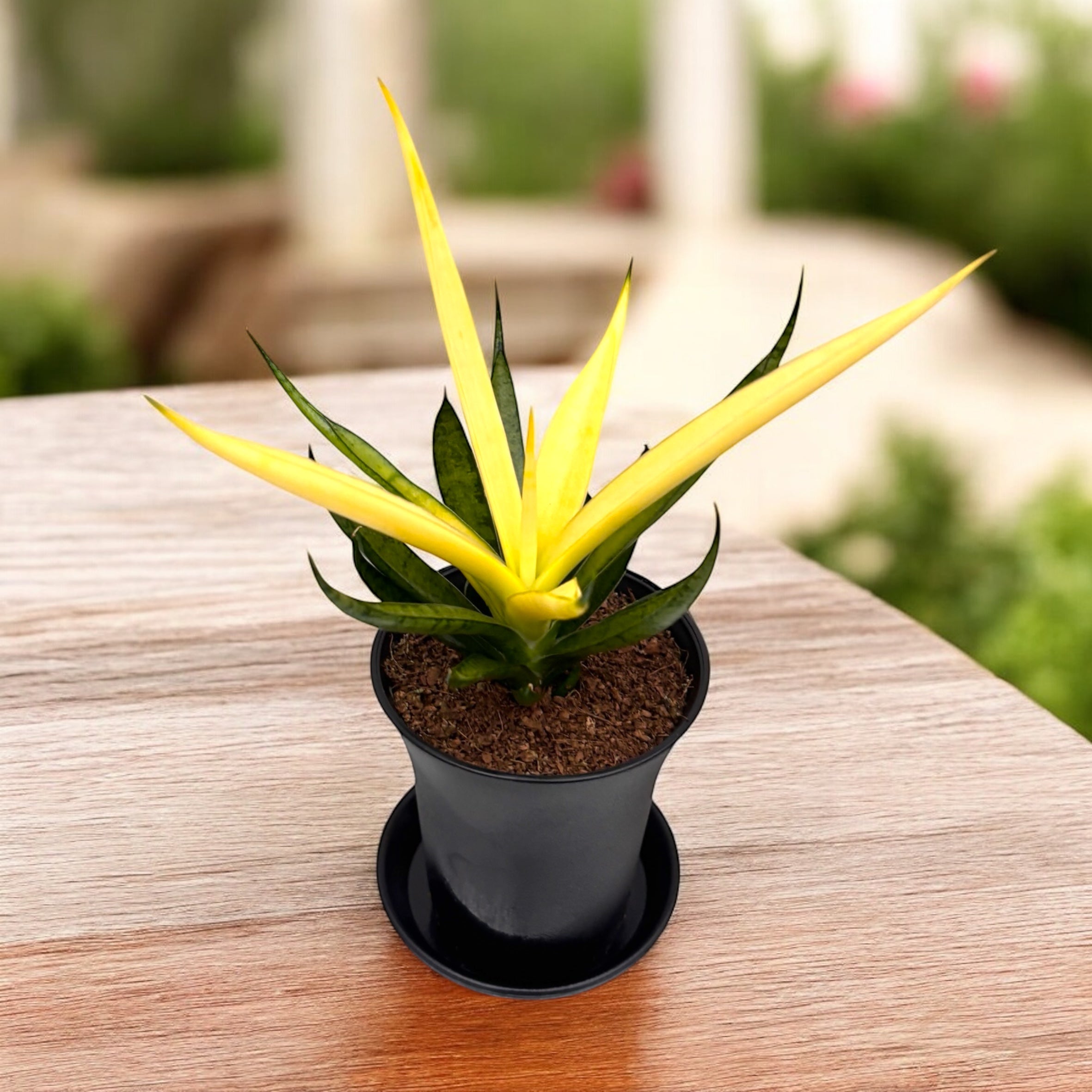 Sansevieria Comet Chrysanta Lemon