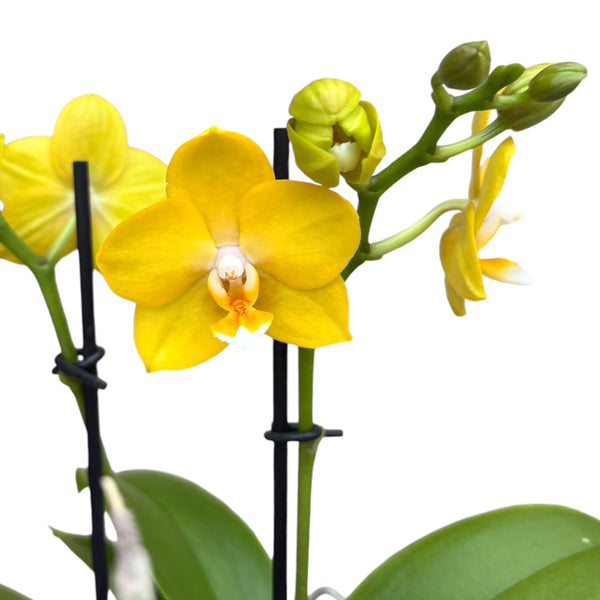 Phalaenopsis Hwu-Ann Golden 'Taida Honey'