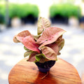 Syngonium ‘Red Heart’ piantina baby