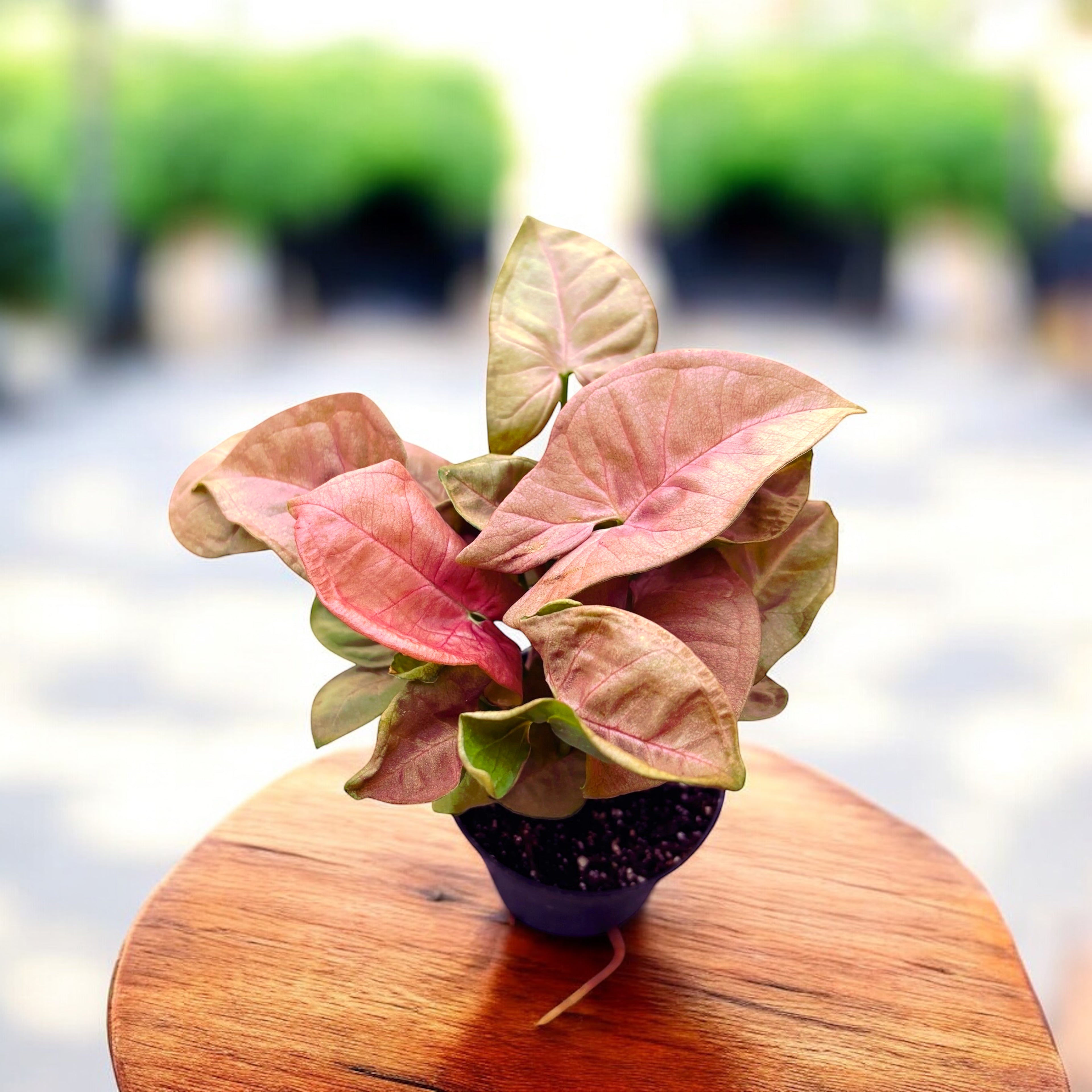 Syngonium ‘Red Heart’ babyplant