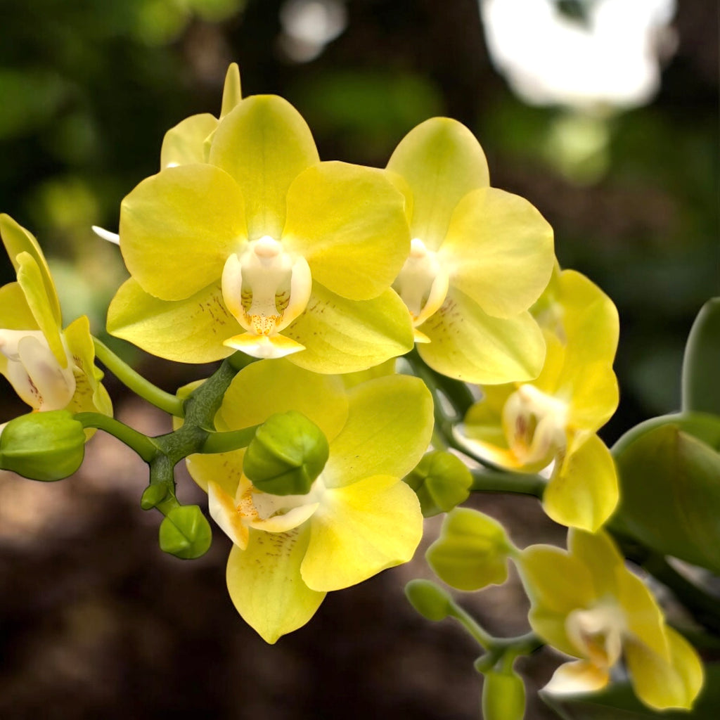 Phalaenopsis Table Lemon (Allura Songbird)