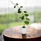 Hoya 'Ruthie' (MM x sussuela) - flori mari, parfumate