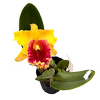 Rlc. Chomthong Fancy 'Fireball' - illatos