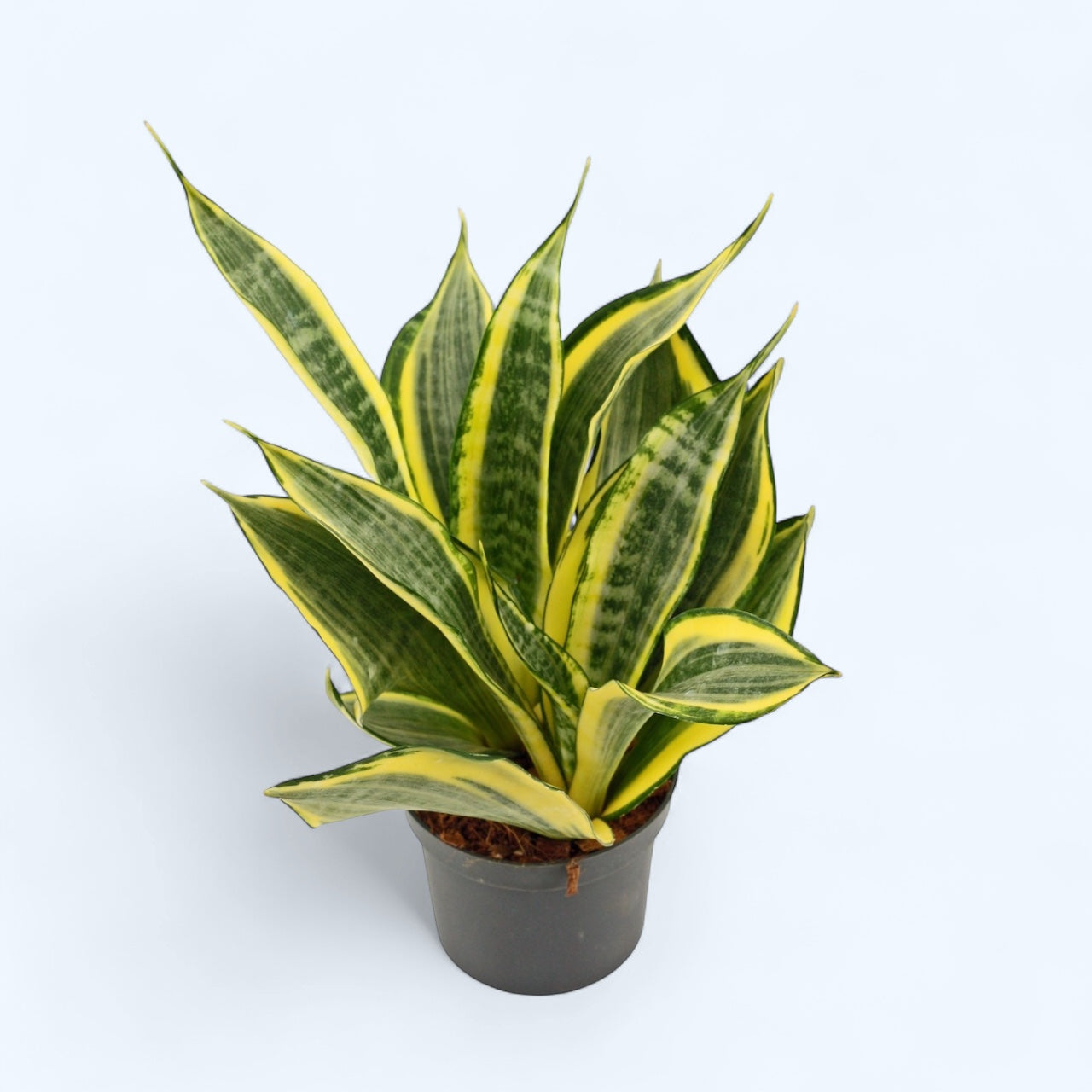 sansevieria color Sansevieria 'Hi Color'
