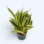 Sansevieria 'Hi Color' - planta sabie cu variegatie spectaculoasa