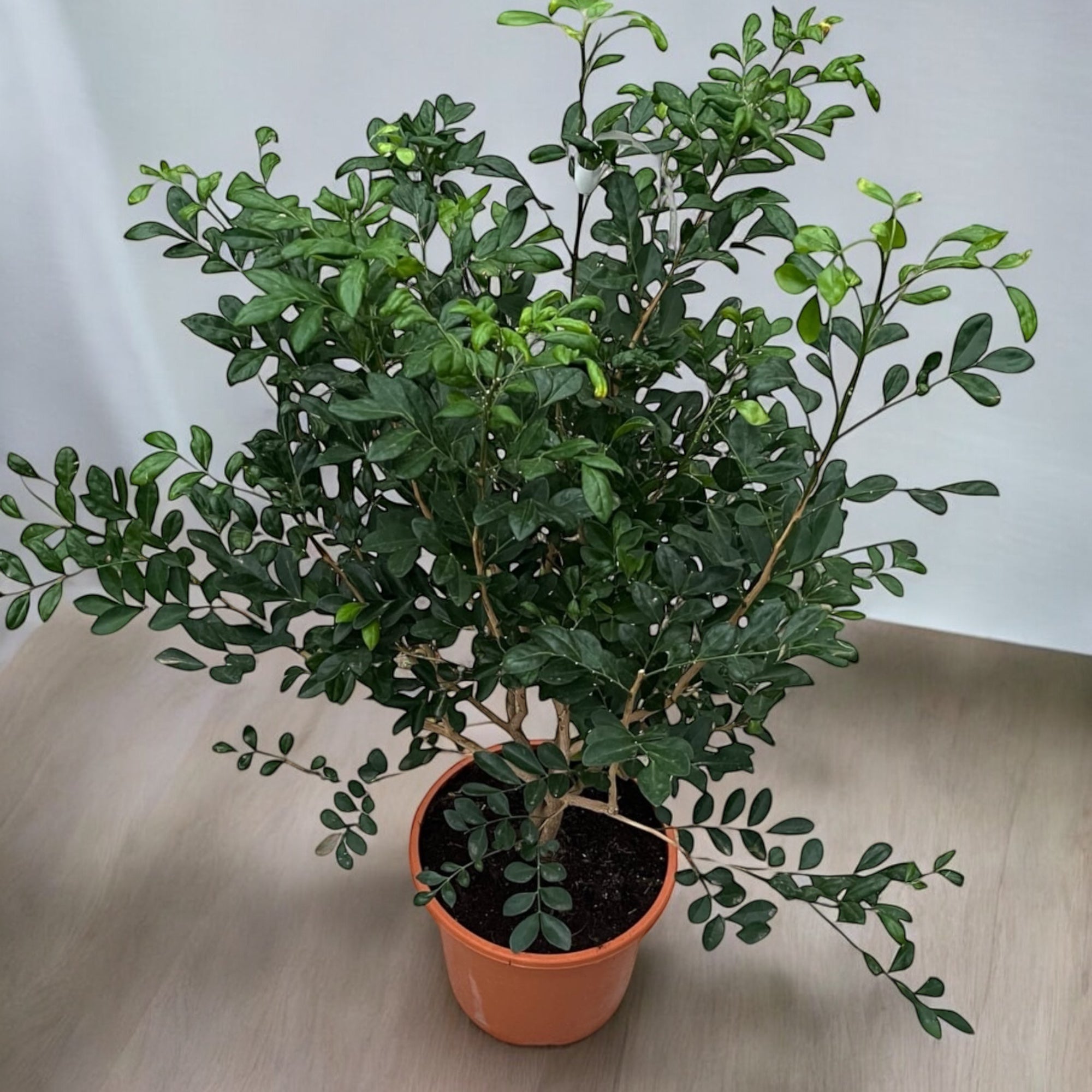 Murraya paniculata (Orange Jasmin) - Exemplare mari, mai multe plante/ghiveci