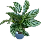 Calathea concinna ‘Freddie’