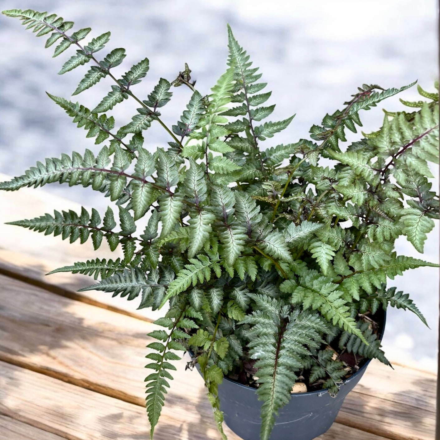 Athyrium niponicum ‘Metallicum’ - feriga japoneza cu reflexe argintii si nuante purpurii