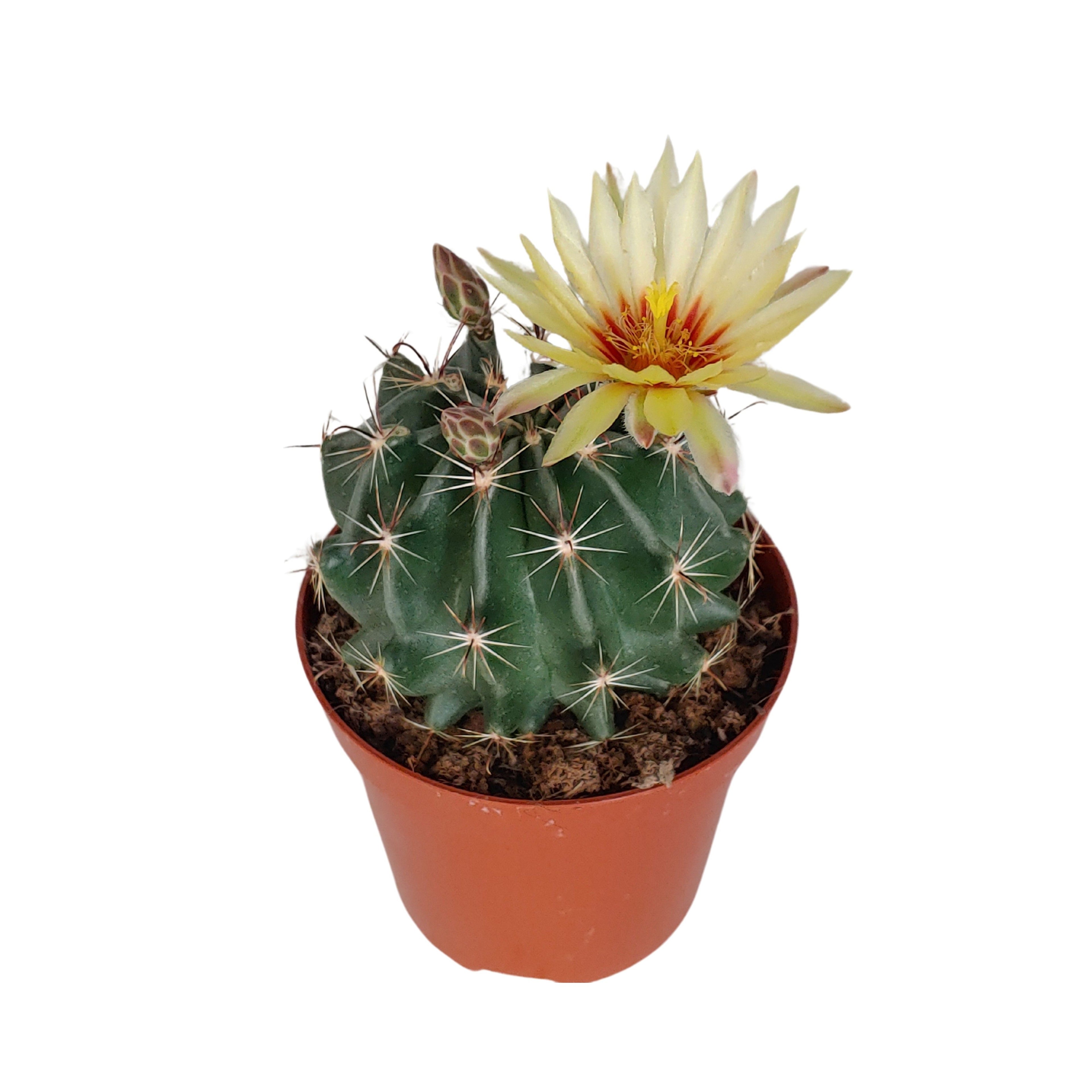 Ferocactus hamatacanthus – a robust cactus with curved spines, authentic desert appearance