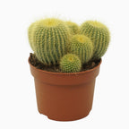 Notocactus leninghausii (Parodia leninghausi)