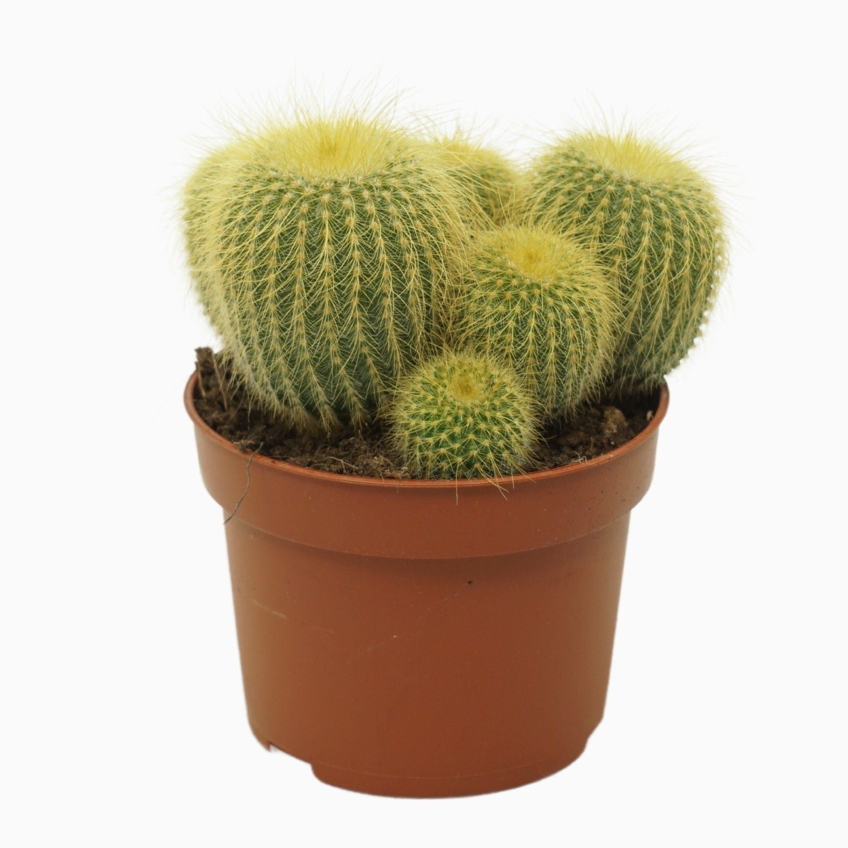 Notocactus leninghausii (Parodia leninghausi)