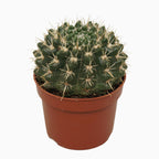 Notocactus mammulosus (Parodia mammulosus) D8