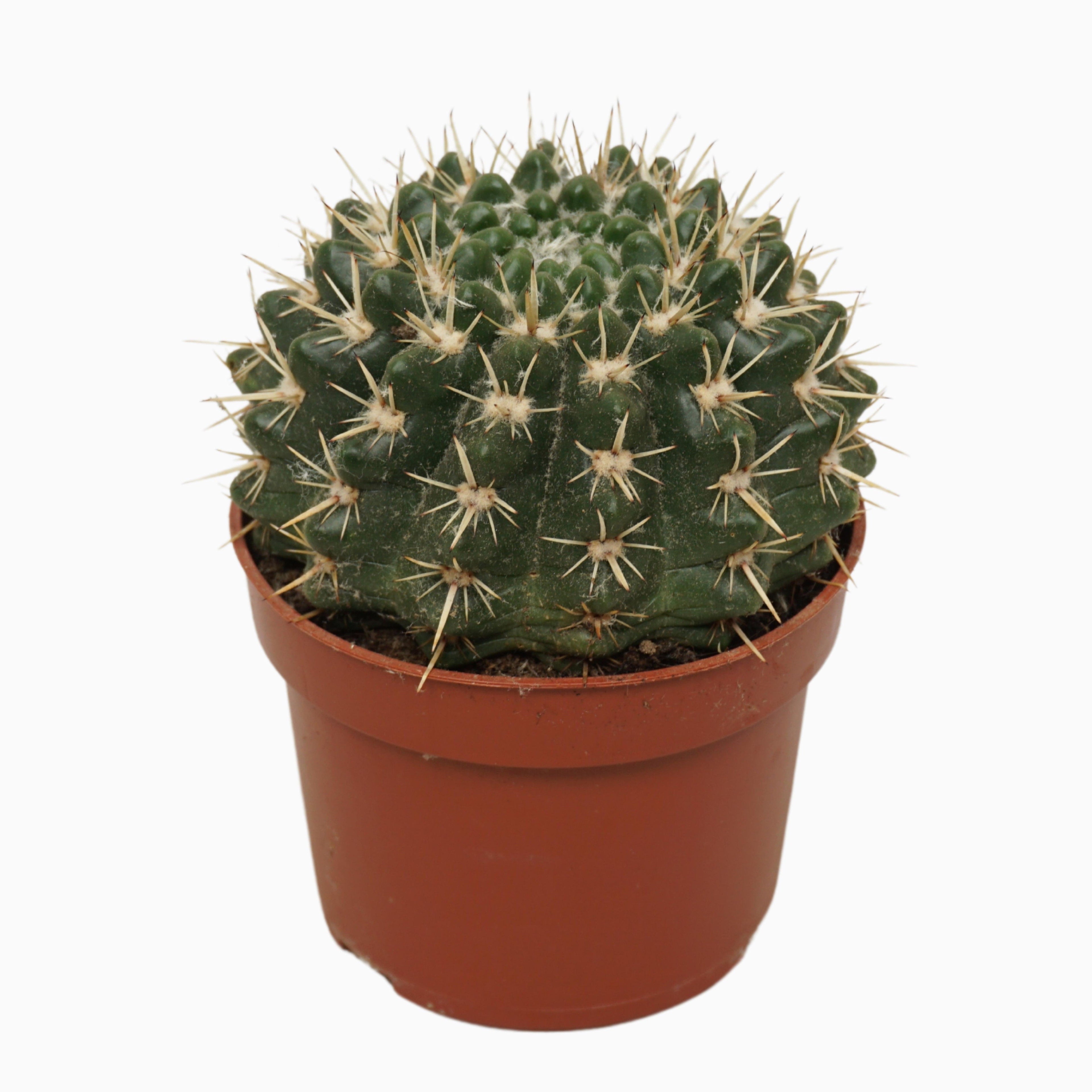 Notocactus mammulosus (Parodia mammulosus) D8