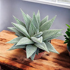 Haworthia limifolia 'Spider White'