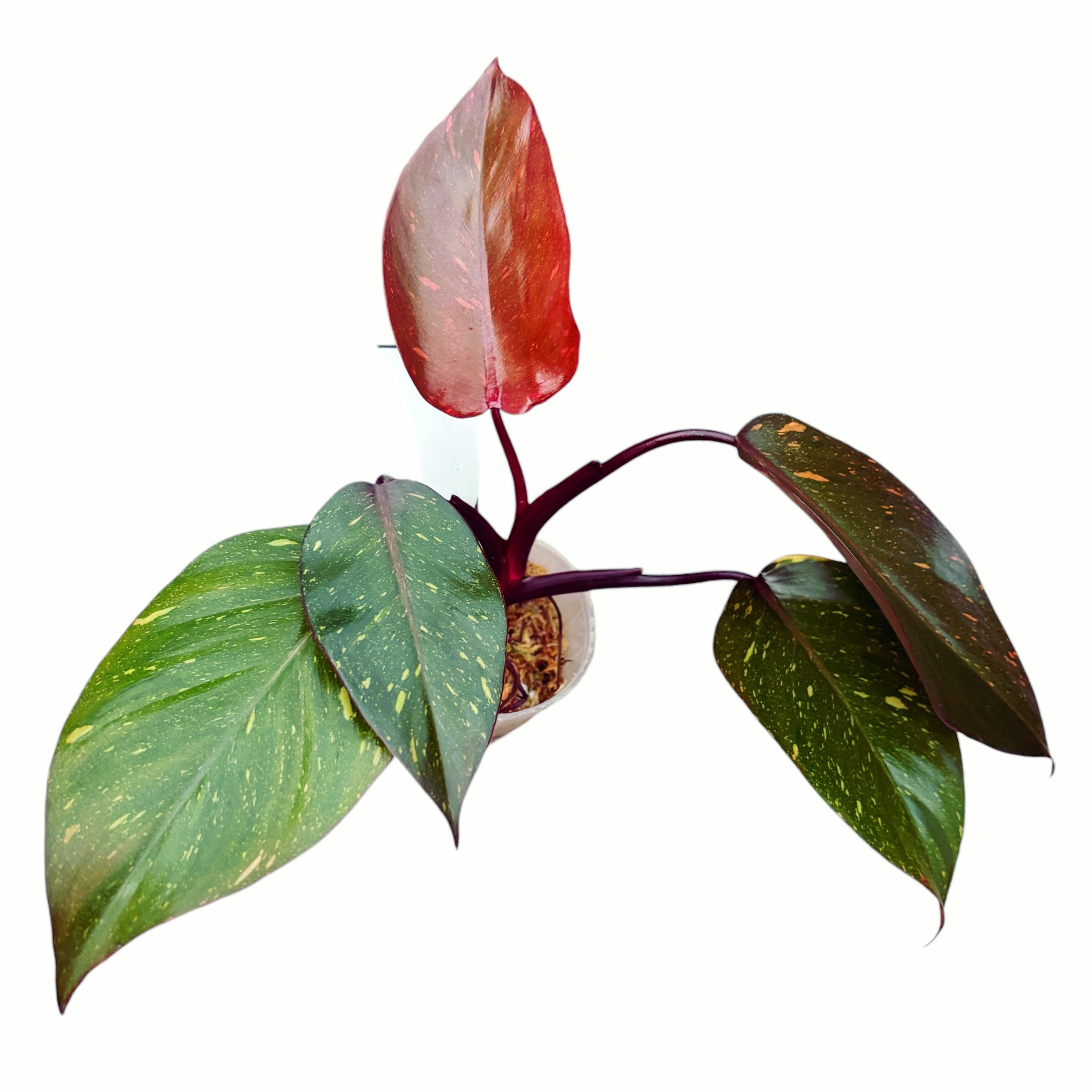 Philodendron Orange Princess (sp. 'Sunspot')