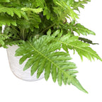 Blechnum gibbum 'Silver Lady' - feriga de argint