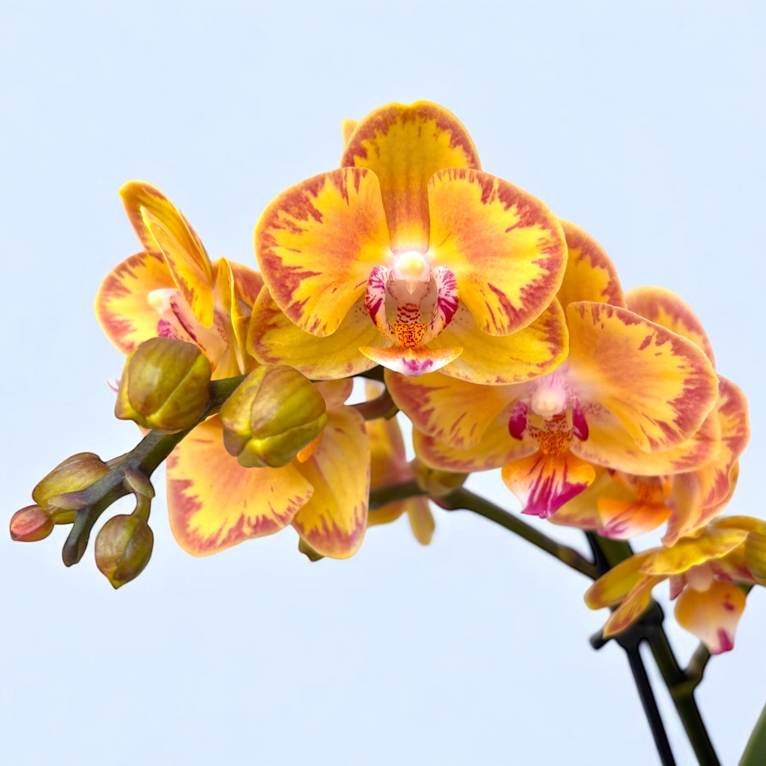 Phalaenopsis Limpopo