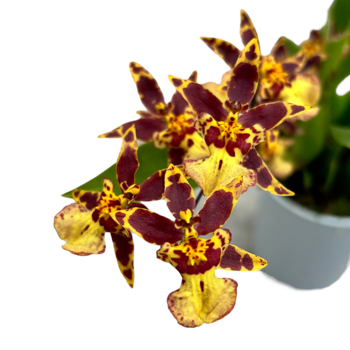 Oncidium (Cyrtocidium) Holm’s Wizard - golden - foarte parfumat!