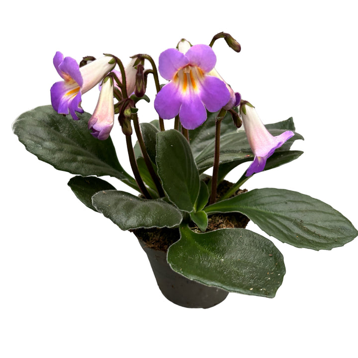 Streptocarpus Purpelina