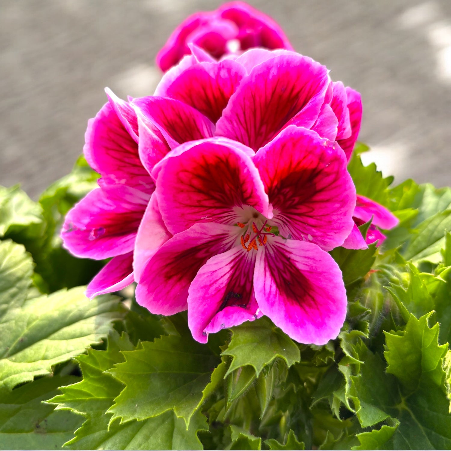 Pelargonium Grandiflorum Elegance Loes - pelargonia angielska