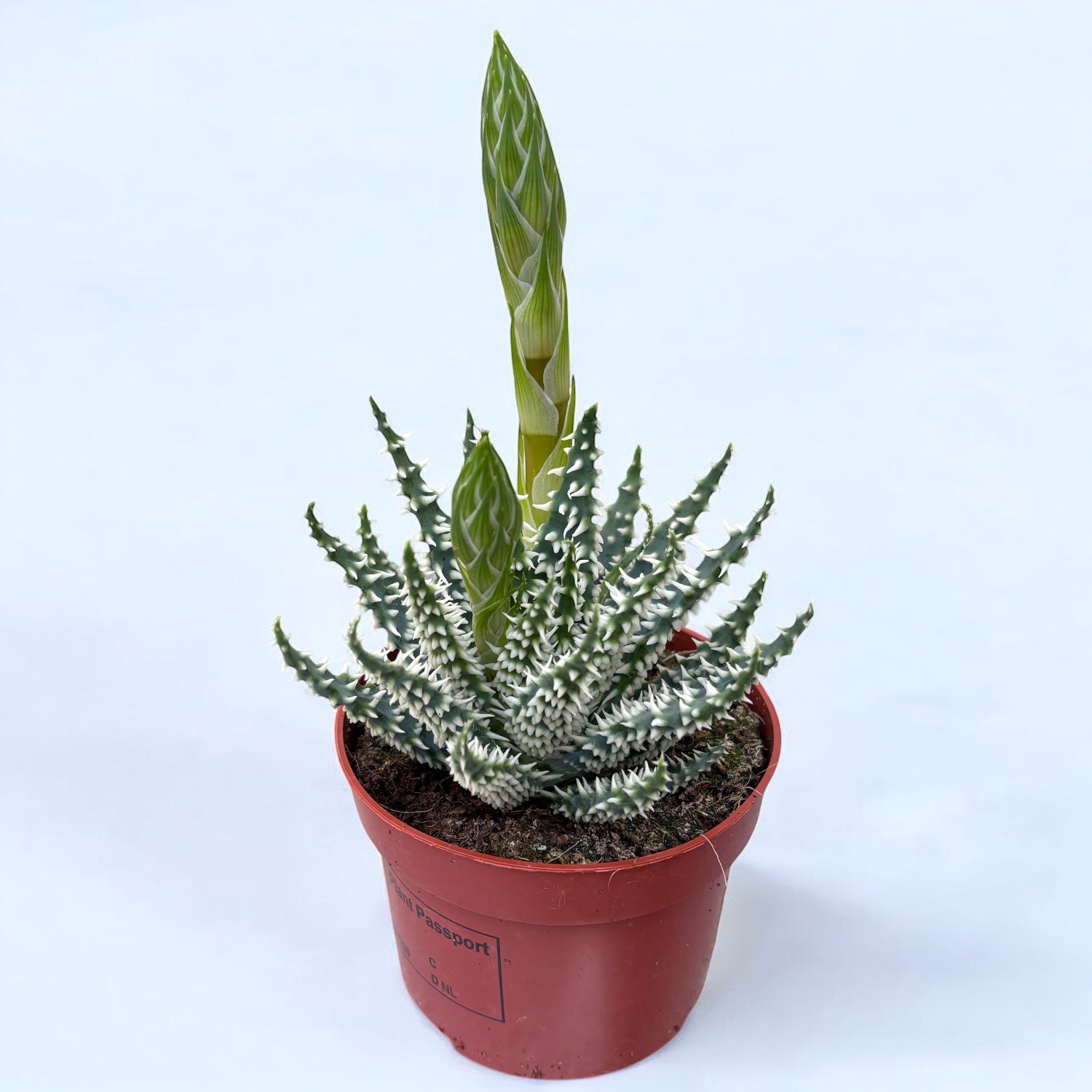 Aloe humilis