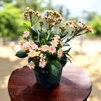 Lewisia cotyledon - wieloletnia roślina sukulentowa z dekoracyjnymi kwiatami i obfitym kwitnieniem