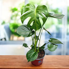 Monstera deliciosa (φυτό ελβετικού τυριού) D17 - 2 φυτά/γλάστρα