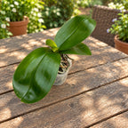 Phalaenopsis sanderiana