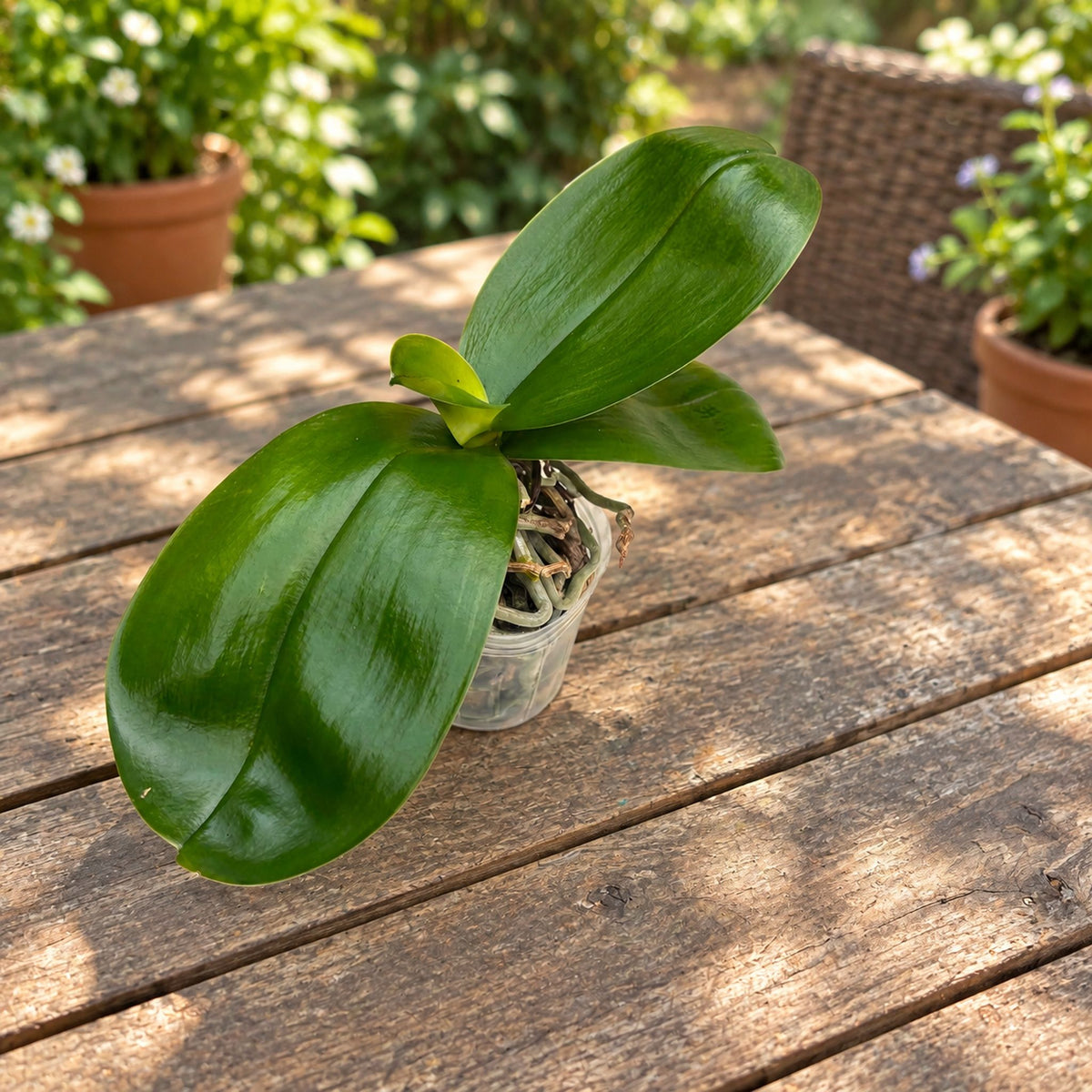 Phalaenopsis sanderiana