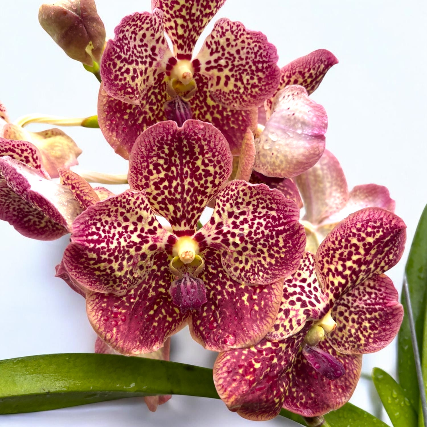 Vanda Sunanda Canyon (ANSU)