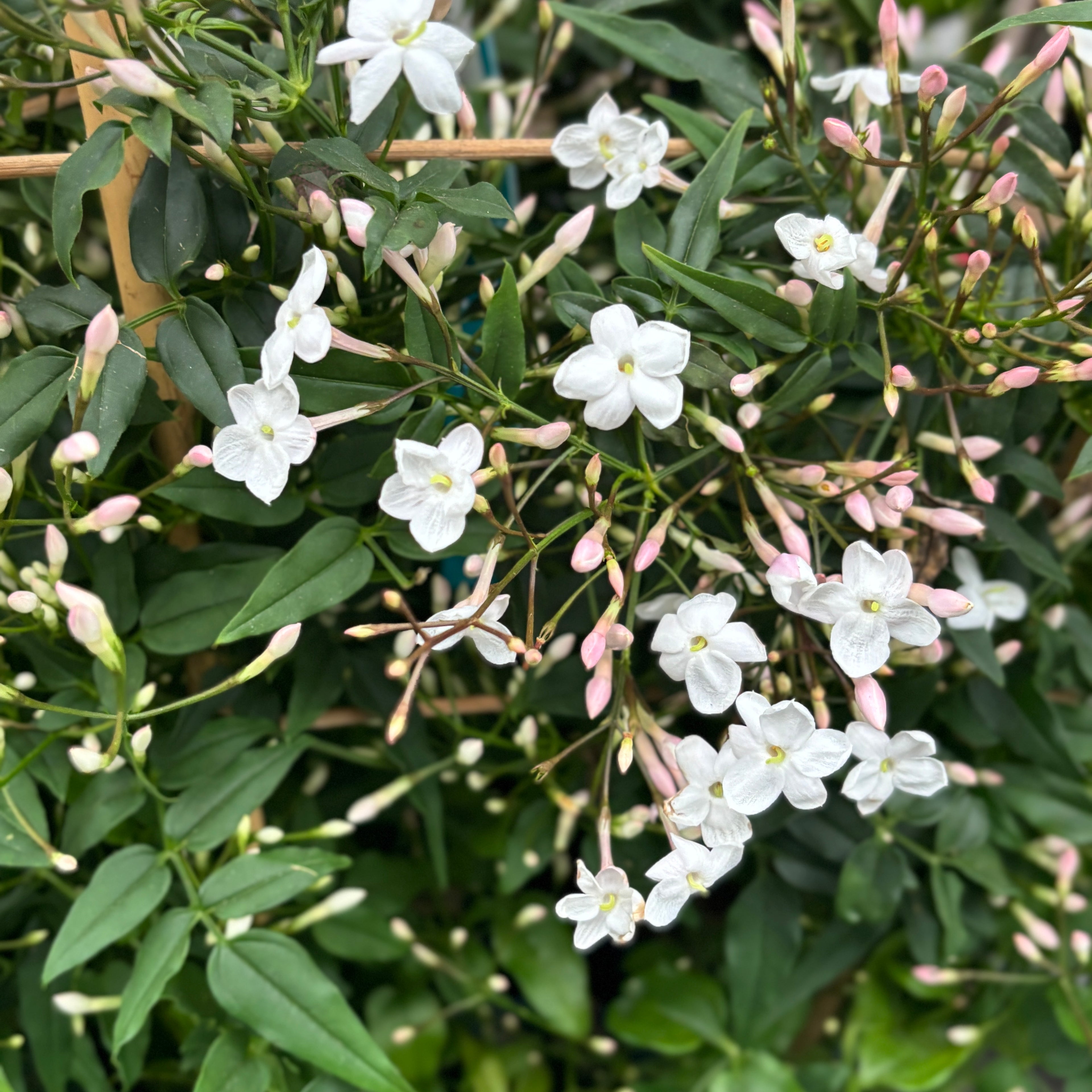 Jasminum polyanthum 'Pink' (iasomie chinezeasca - flori intens parfumate)