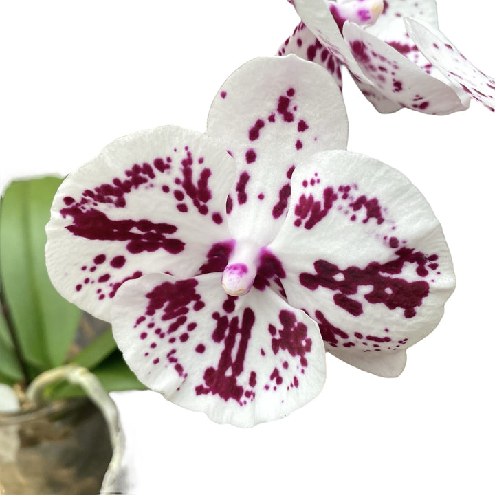 Phalaenopsis Lioulin R Lip '1274'