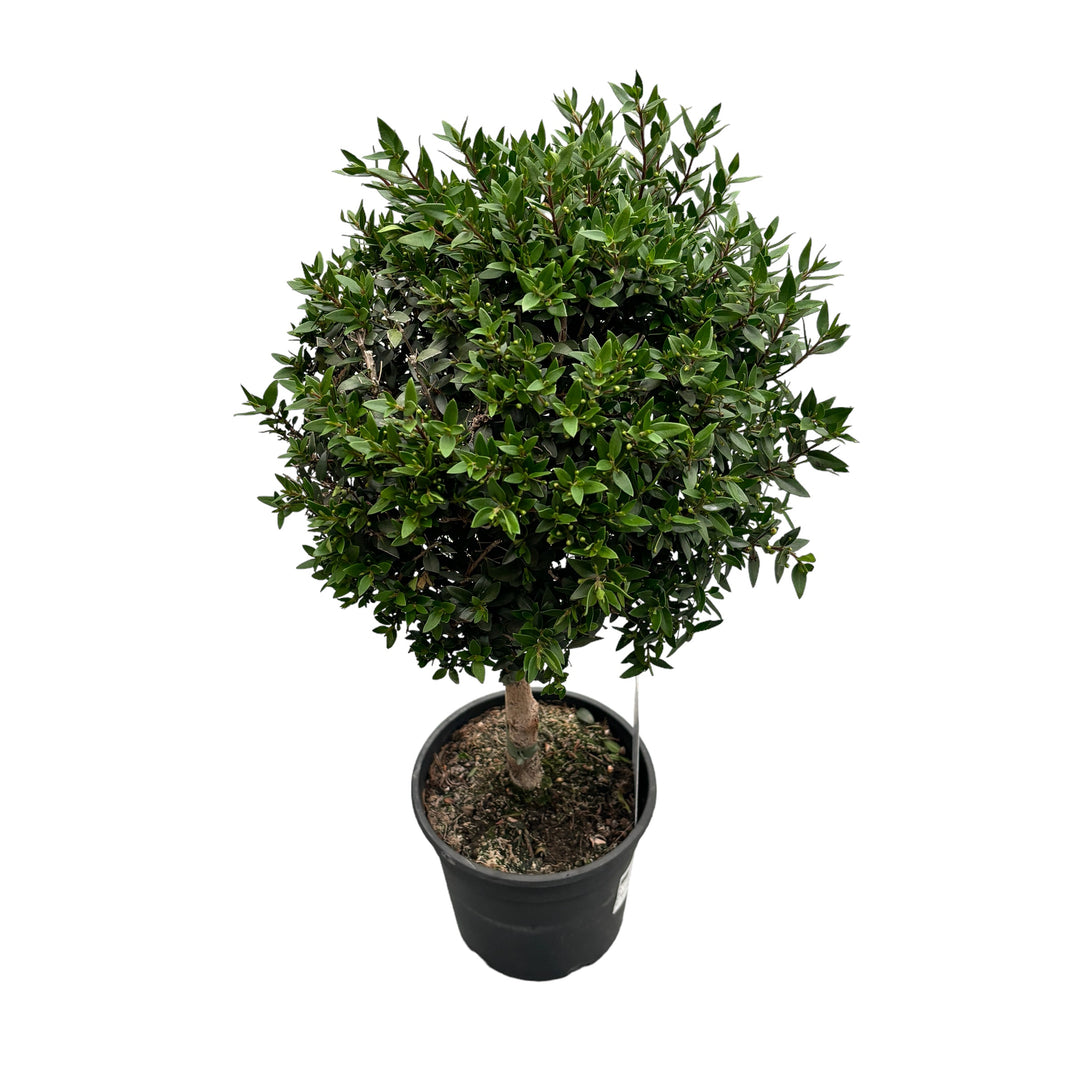 Mirt la ghiveci (Myrtus Communis) H50 cm