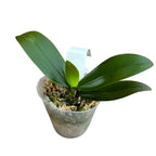 Phalaenopsis Golden Yuzu (pelorikus)